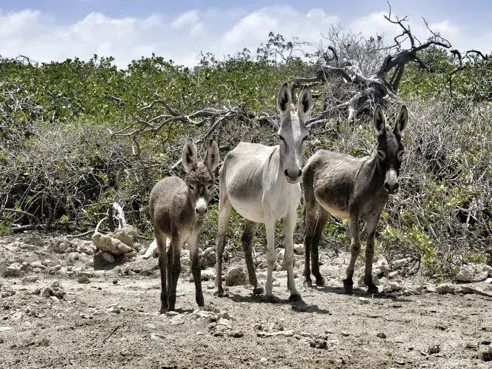 Bonaire (14)