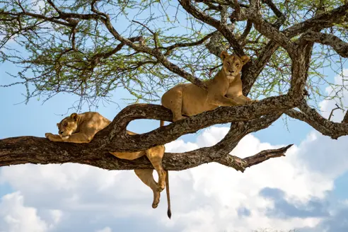 Safari ved Lake Manyara i Tanzania