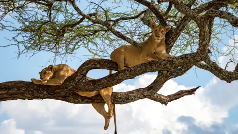 Safari ved Lake Manyara i Tanzania