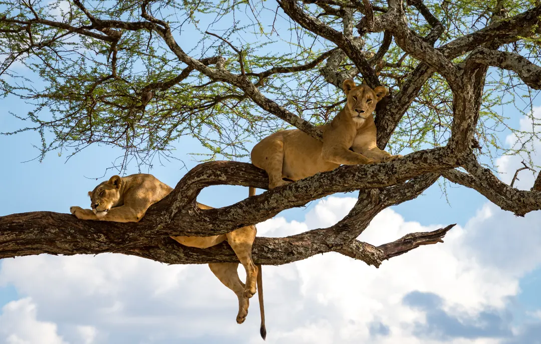 Safari i Lake Manyara National Park i Tanzania
