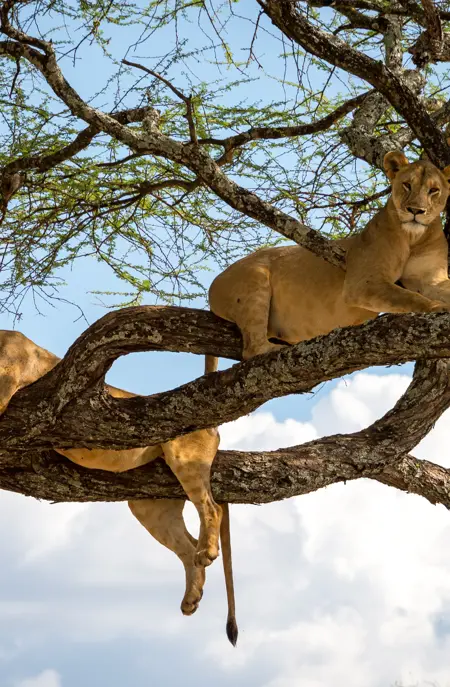 Safari i Lake Manyara National Park i Tanzania