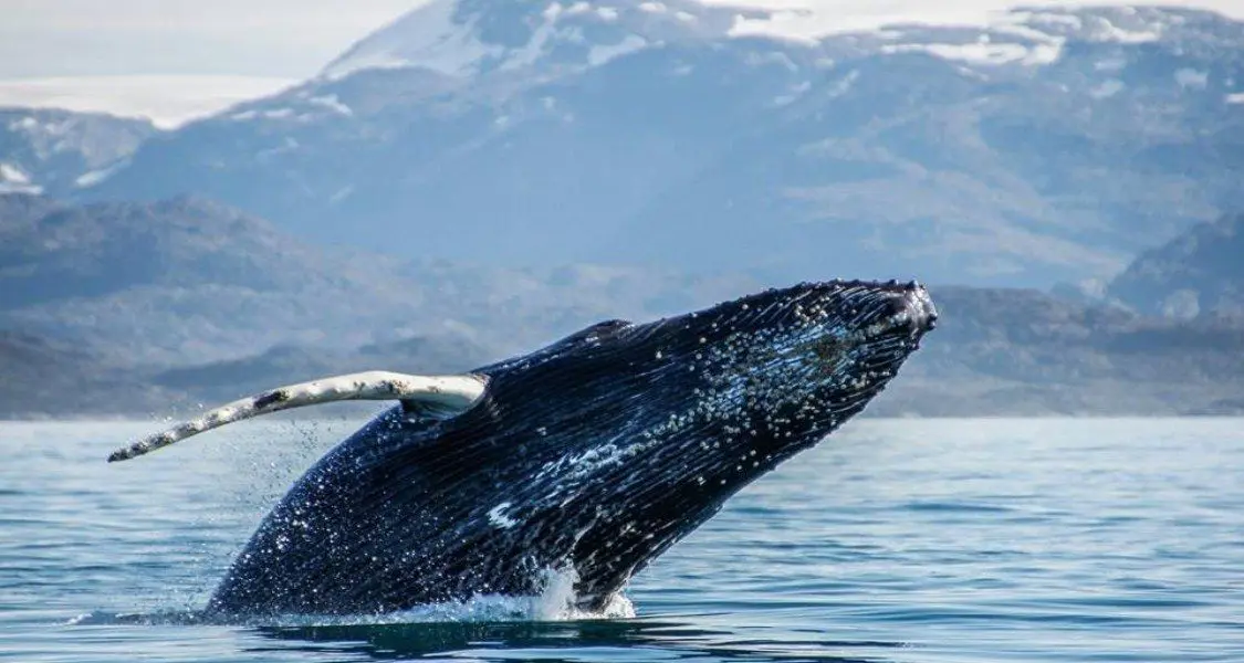 Whales1