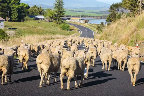 Informationer om rejser til New Zealand