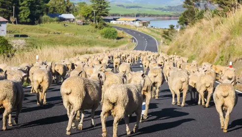 Informationer om rejser til New Zealand