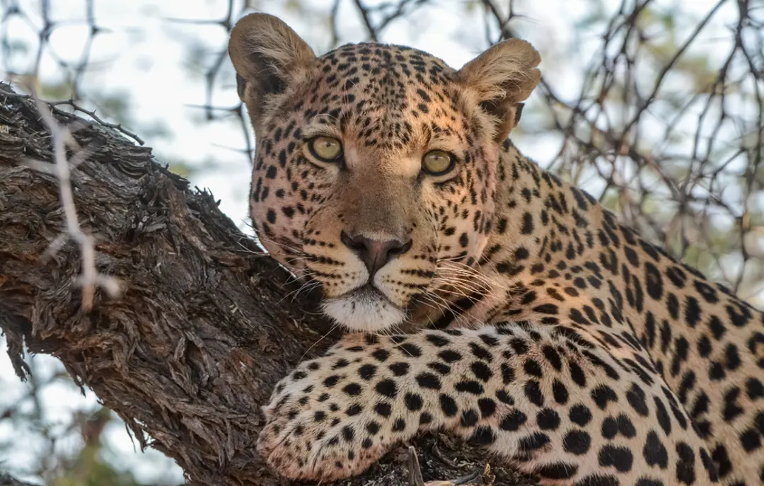 Leopard på safari i Tanzania