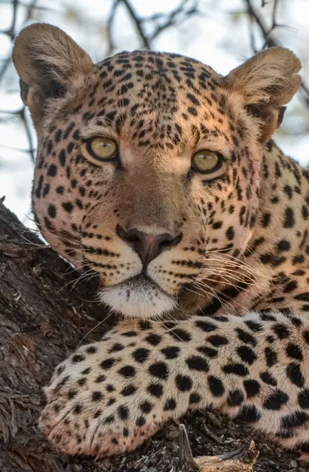 Leopard på safari i Tanzania
