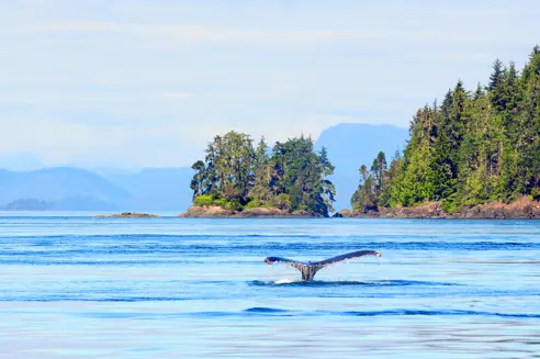 Canada Vancouver Island Hval