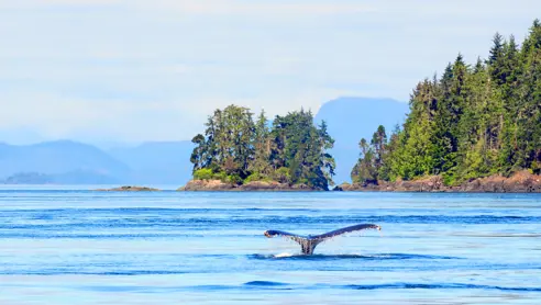 Canada Vancouver Island Hval