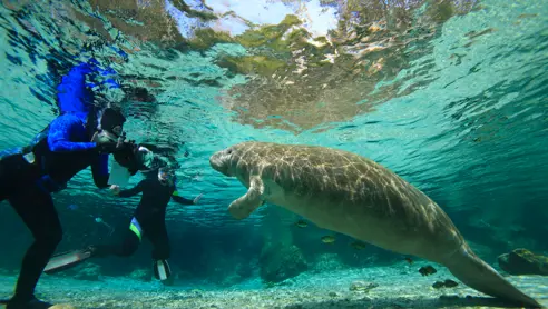 Svøm med manatees i Crystal River Florida USA