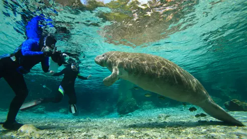 Svøm med manatees i Crystal River Florida USA