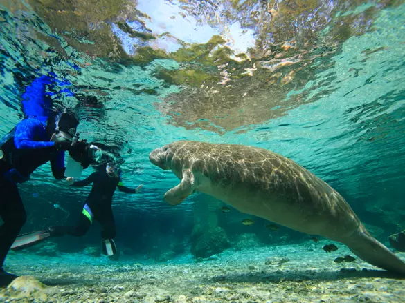 Svøm med manatees i Crystal River Florida USA
