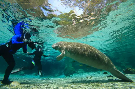 Svøm med manatees i Crystal River Florida USA