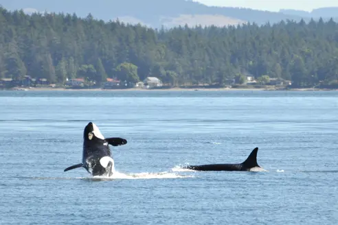 Canada Spaekhuggere Vancouver Island