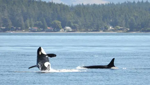 Canada Spaekhuggere Vancouver Island