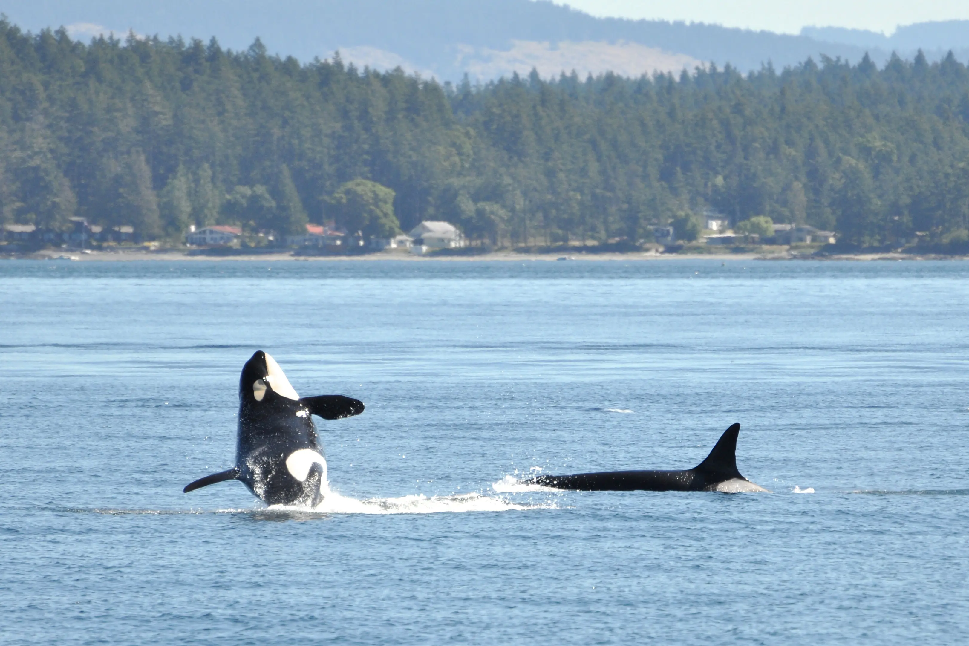 Canada Spaekhuggere Vancouver Island