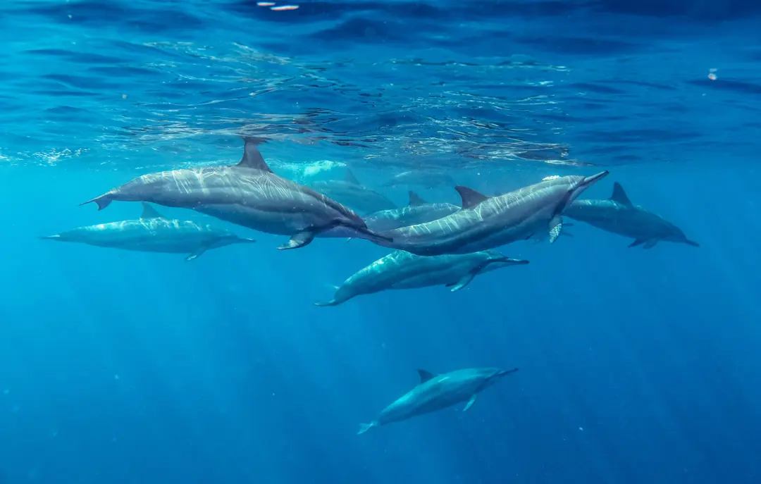 MTPA SCENERIES SEA BEACHES DOLPHINS 019 (1)