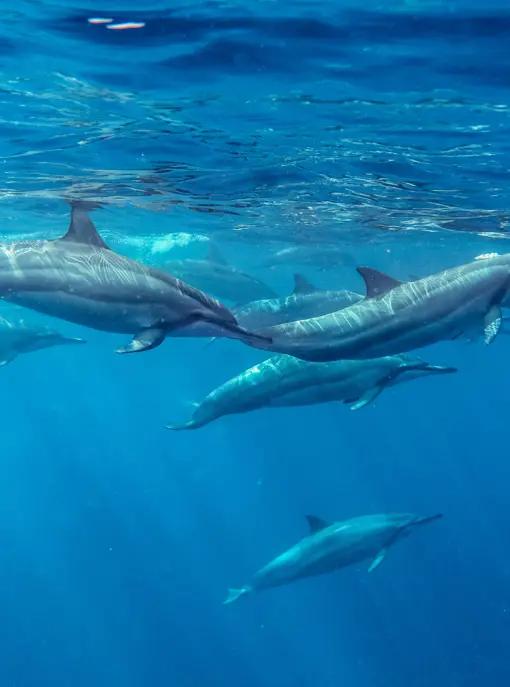 MTPA SCENERIES SEA BEACHES DOLPHINS 019 (1)