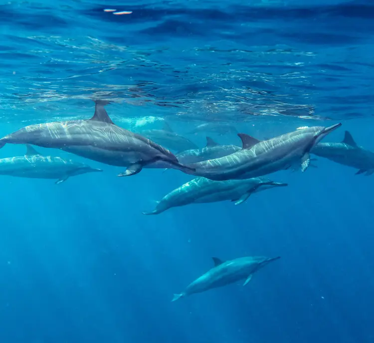 MTPA SCENERIES SEA BEACHES DOLPHINS 019 (1)