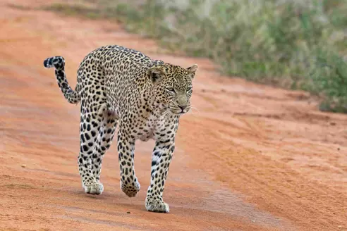 Safari i Tsavo West National Park i Tanzania