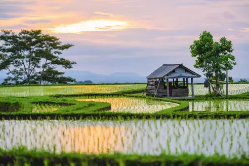 Jatiluwih Rismarker Bali