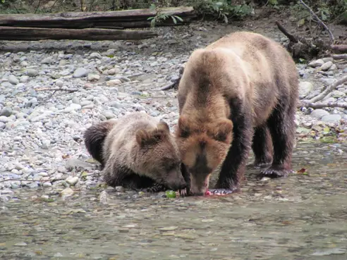 Canada Campbell River Bjørne