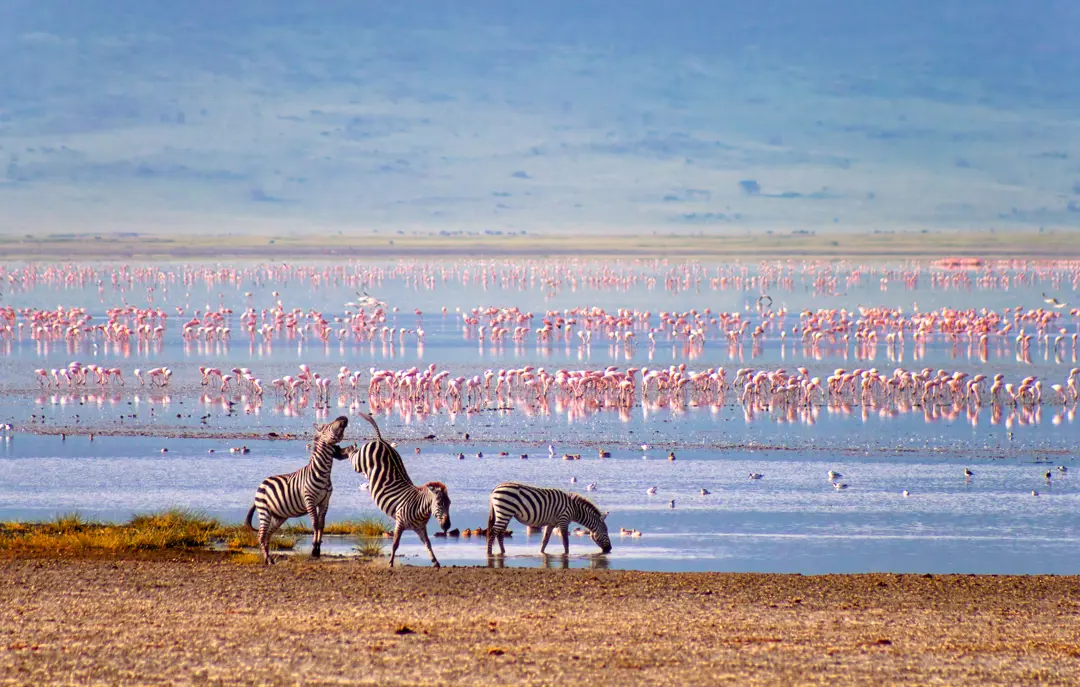 Zebraer og flamingoer i Ngorongoro i Tanzania