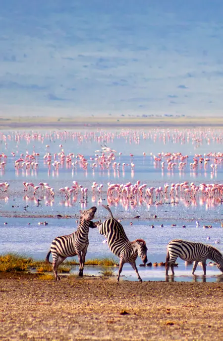 Zebraer og flamingoer i Ngorongoro i Tanzania