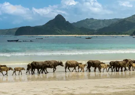 Kuta Lombok (3)
