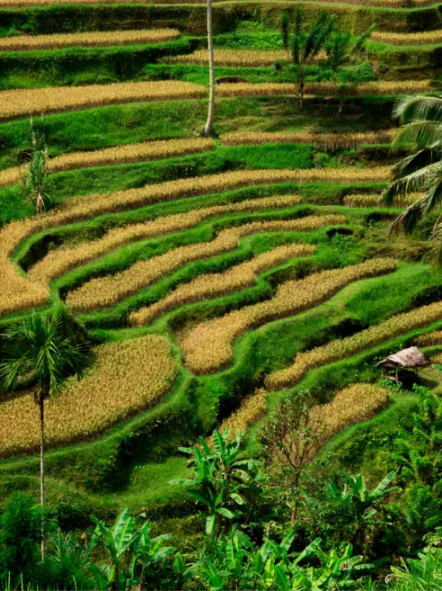Tegallalang