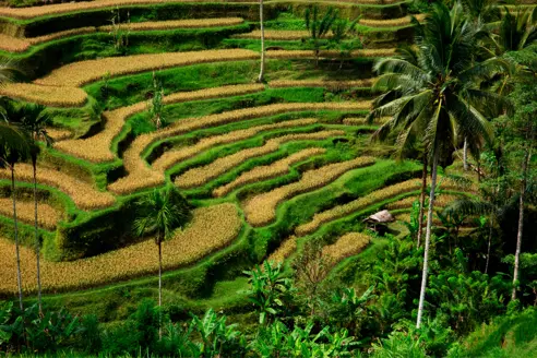 Tegallalang