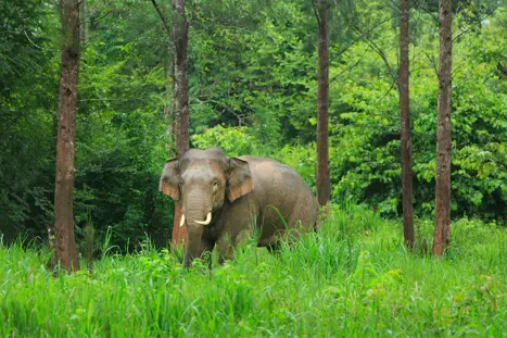 Elefant