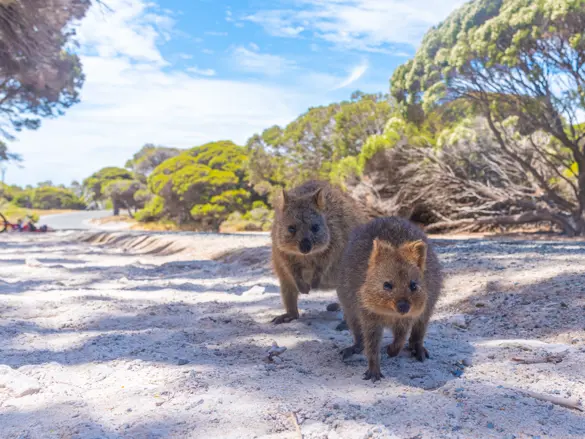 Australien Quokka Rottnest Island