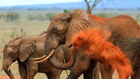 Tsavo East elefant