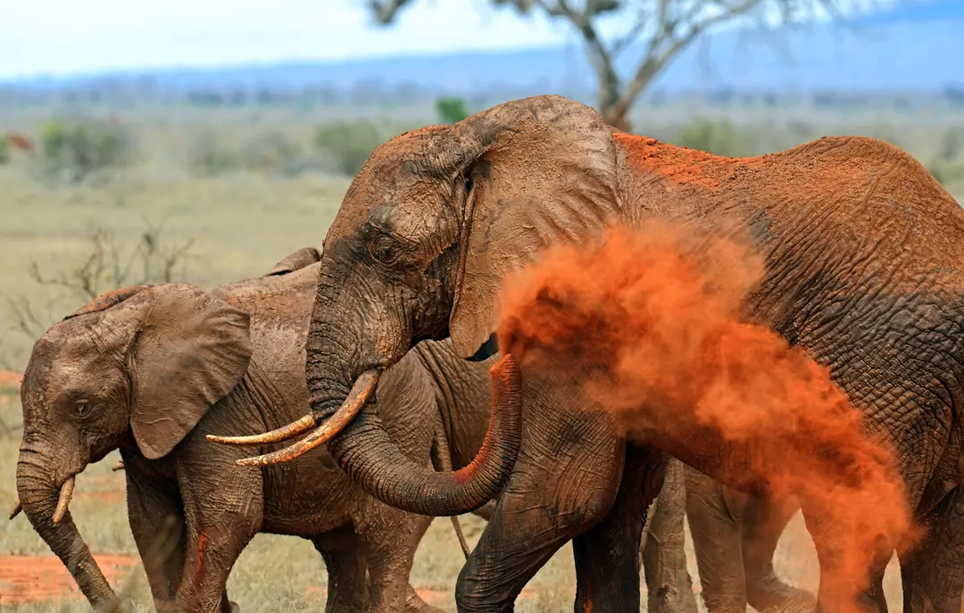 Tsavo East elefant