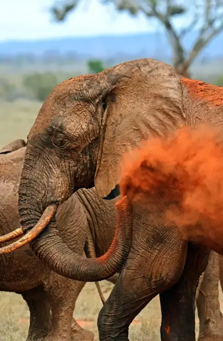 Tsavo East elefant