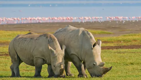 Afrika Kenya Lake Nakuru Naesehorn
