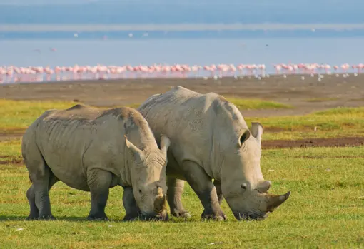 Afrika Kenya Lake Nakuru Naesehorn