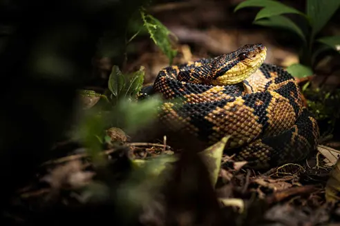 Web Bigai Bushmaster Ecuador DSC8221
