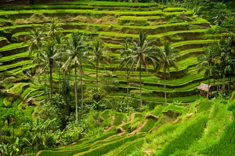 Tegallalang (2)