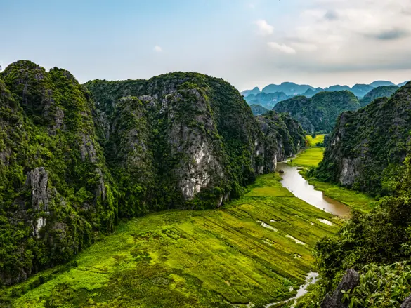 Rice Fields