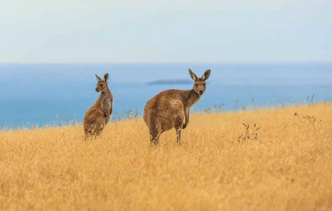 Kænguruer i det sydlige Australien