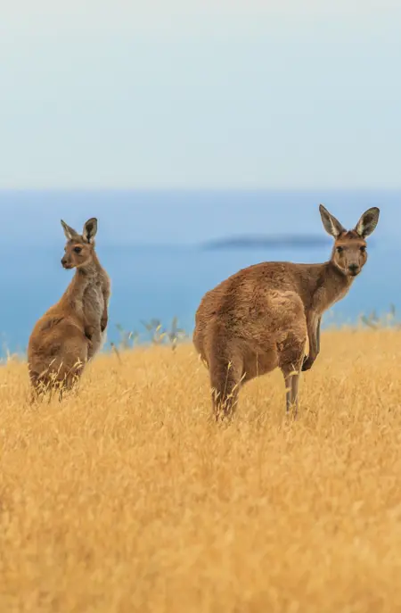 Kænguruer i det sydlige Australien