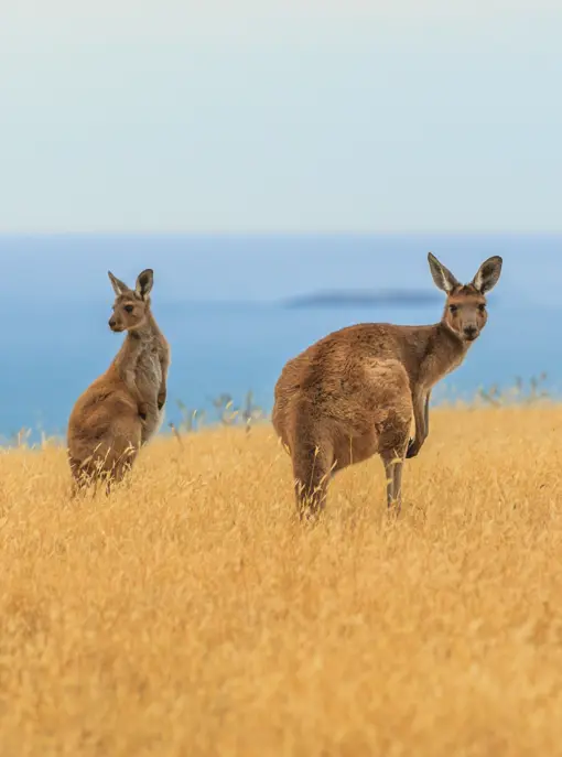 Kænguruer i det sydlige Australien