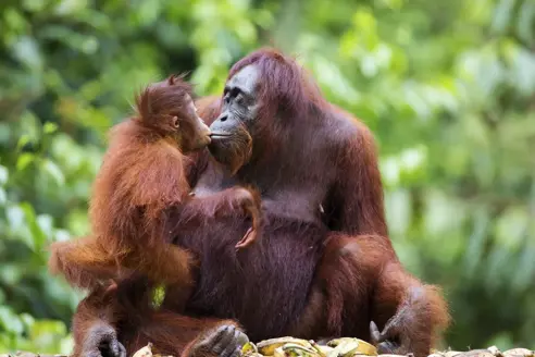 Indonesien