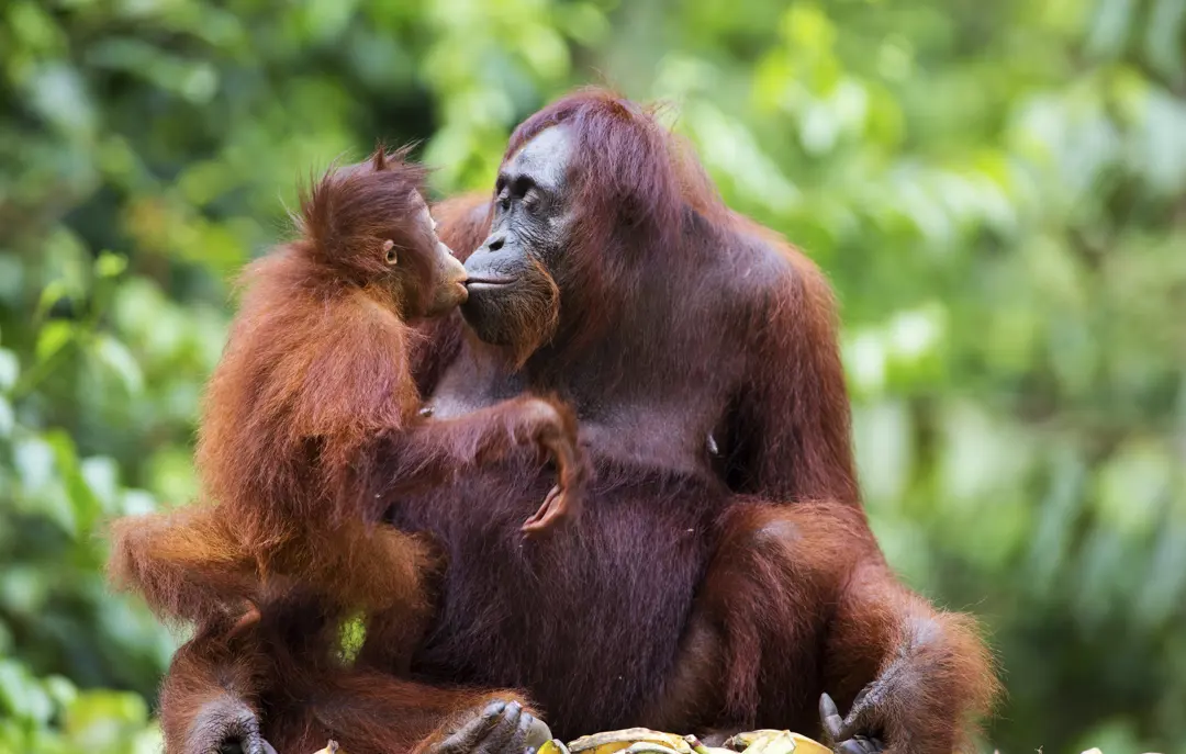 Orangutanger på Borneo