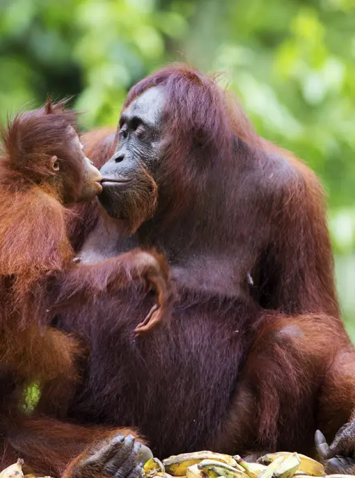 Orangutanger på Borneo