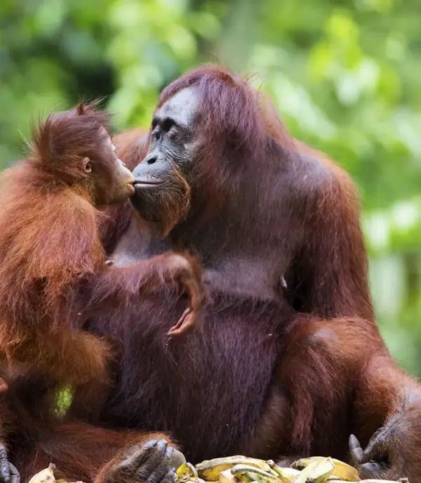 Orangutanger på Borneo