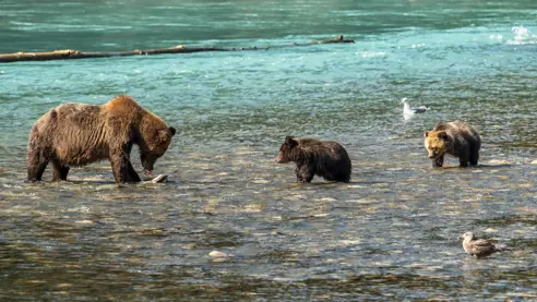 Informationer vedr. rejser til Canada