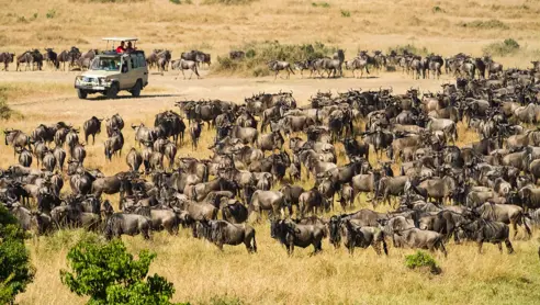 Masai Mara migration