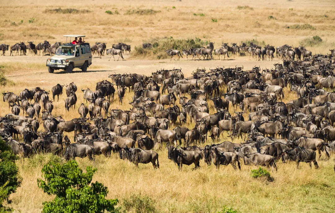 Masai Mara migration